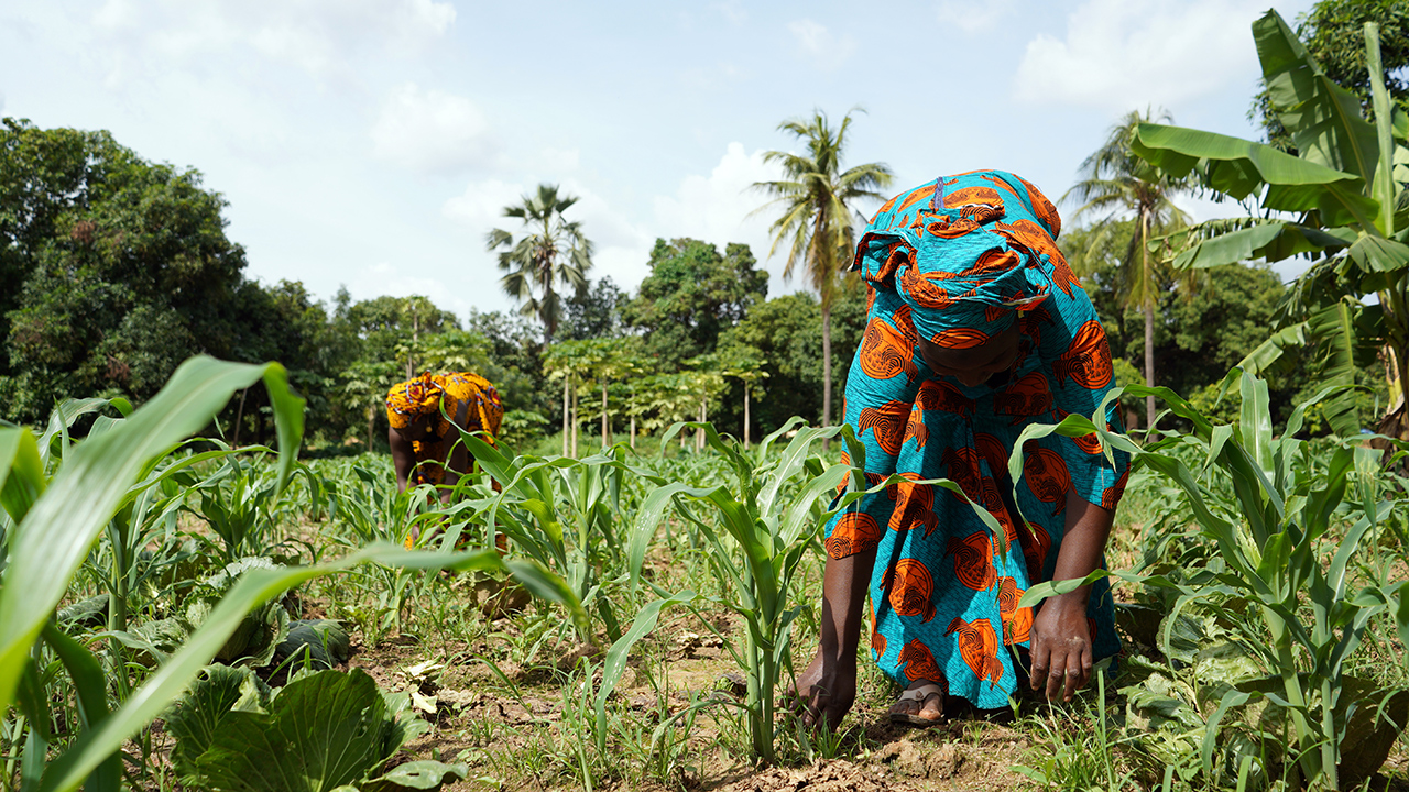Two African women in traditional dresses cleaning up a maize field.